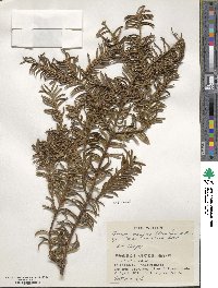 Torreya nucifera image