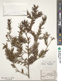 Torreya nucifera image