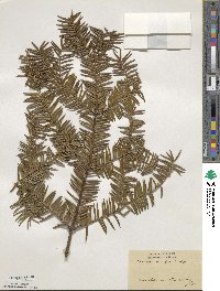 Torreya nucifera image