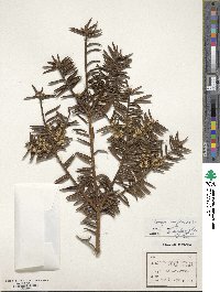 Torreya nucifera image