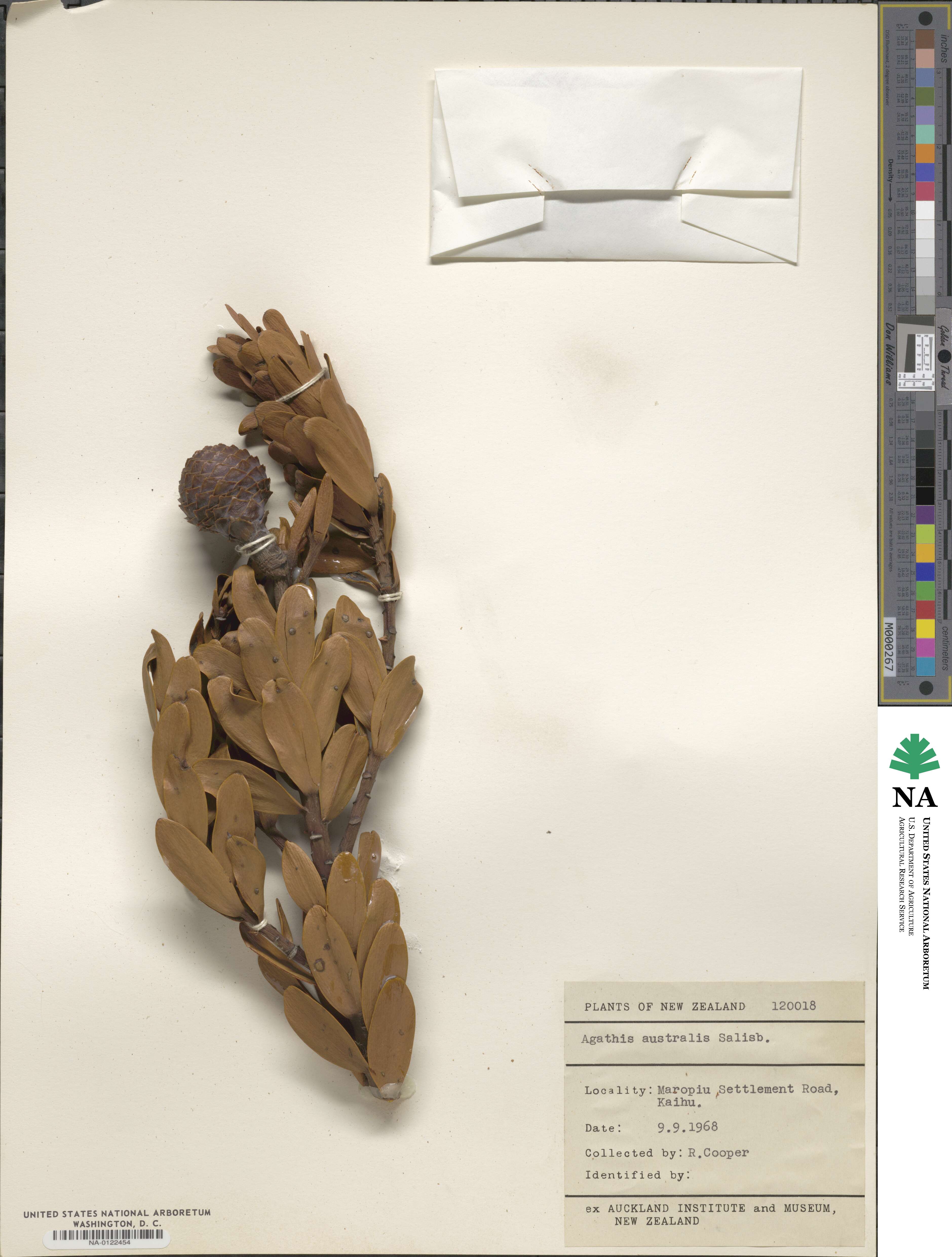 Agathis australis image