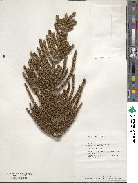 Image of Araucaria humboldtensis