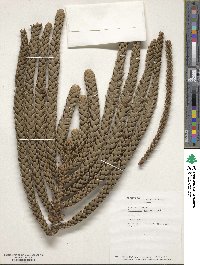 Image of Araucaria laubenfelsii