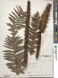 Araucaria bidwillii image