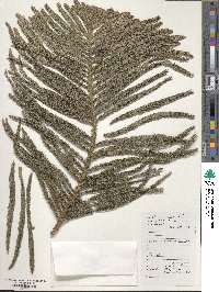 Araucaria cunninghamii image