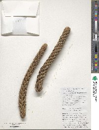 Image of Araucaria schmidii