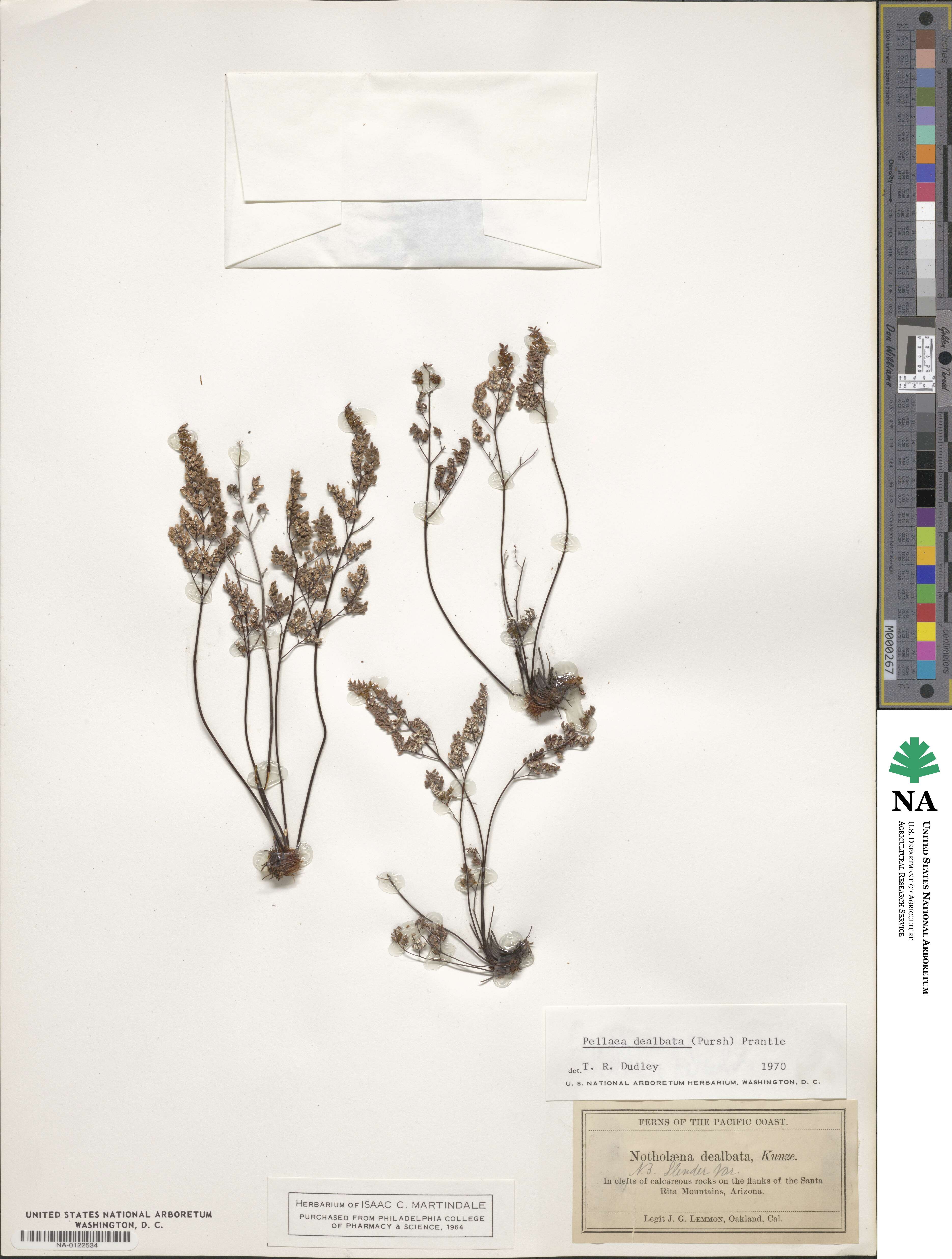 Argyrochosma dealbata image