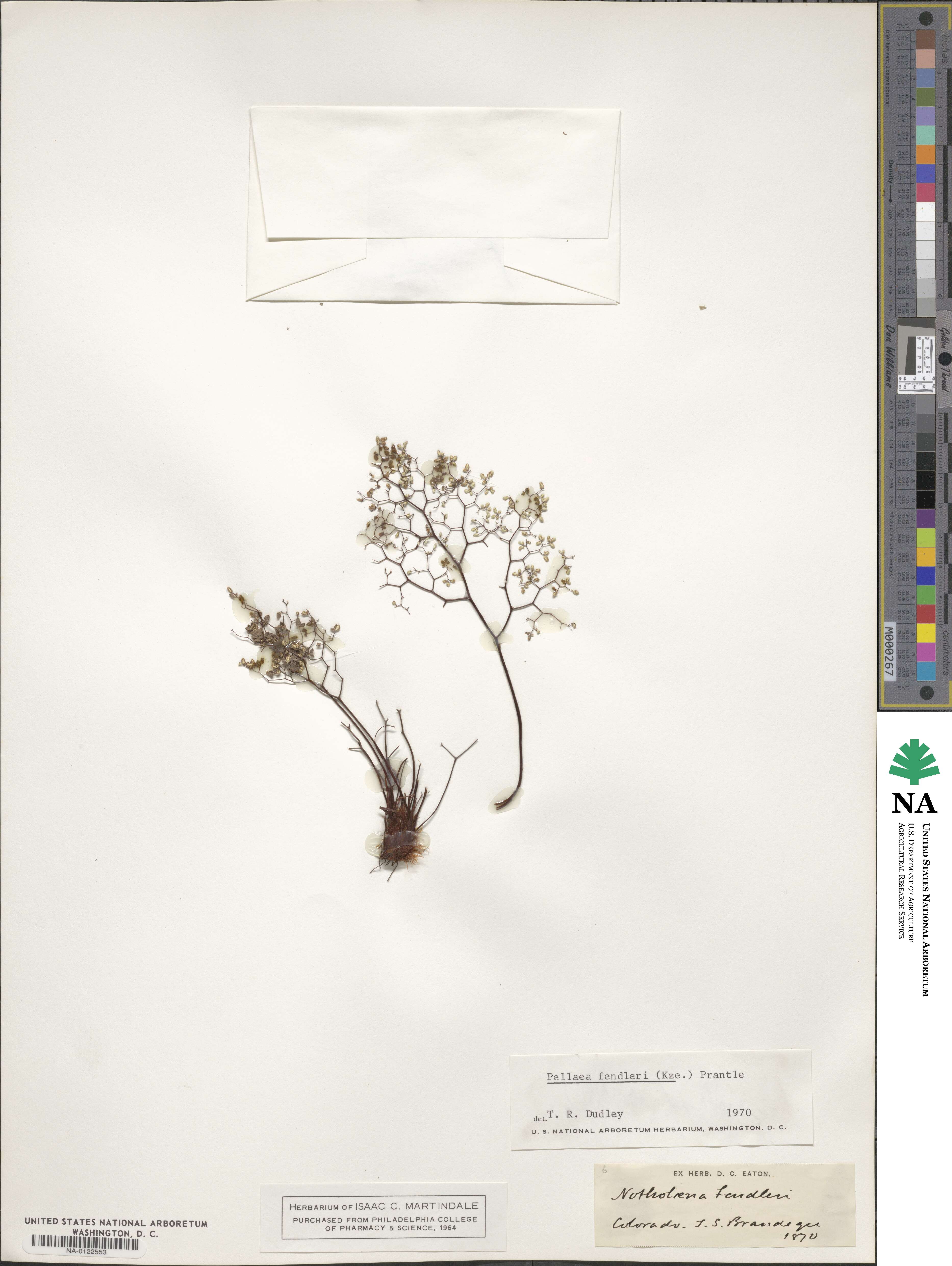 Argyrochosma fendleri image