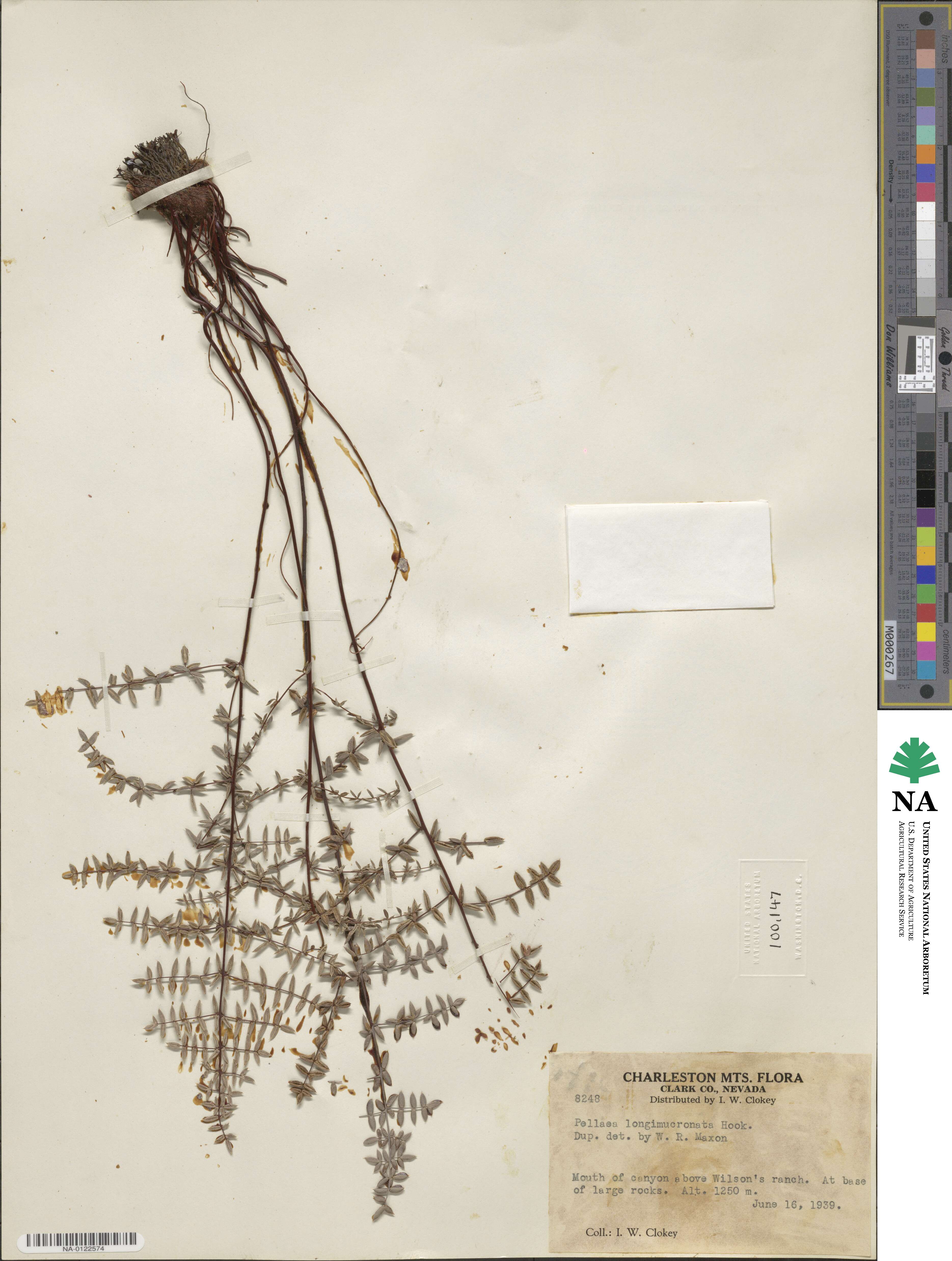 Pellaea mucronata subsp. mucronata image