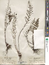 Pellaea mucronata image