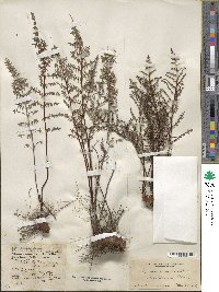Pellaea mucronata image