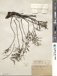 Pellaea mucronata image