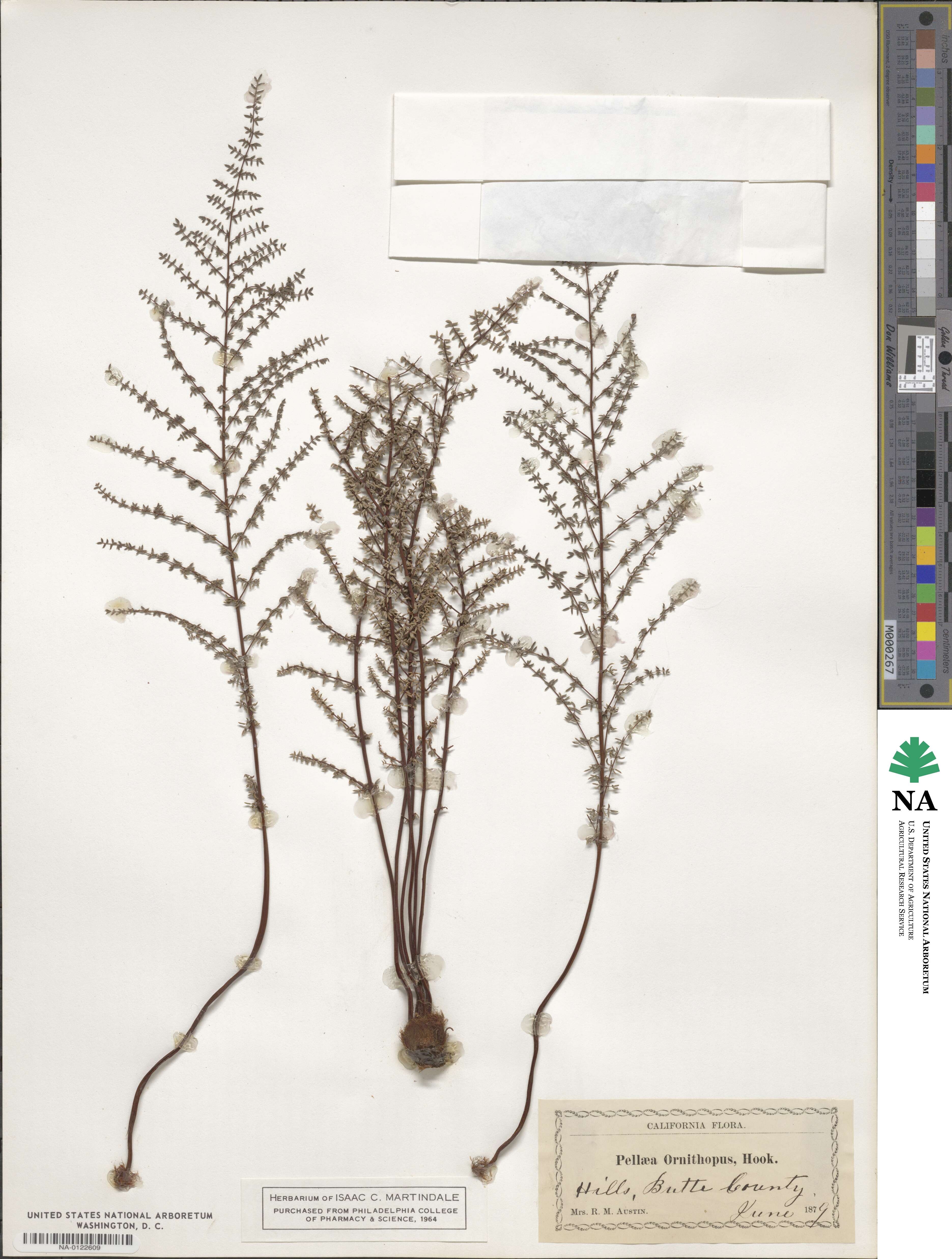 Pellaea mucronata subsp. mucronata image