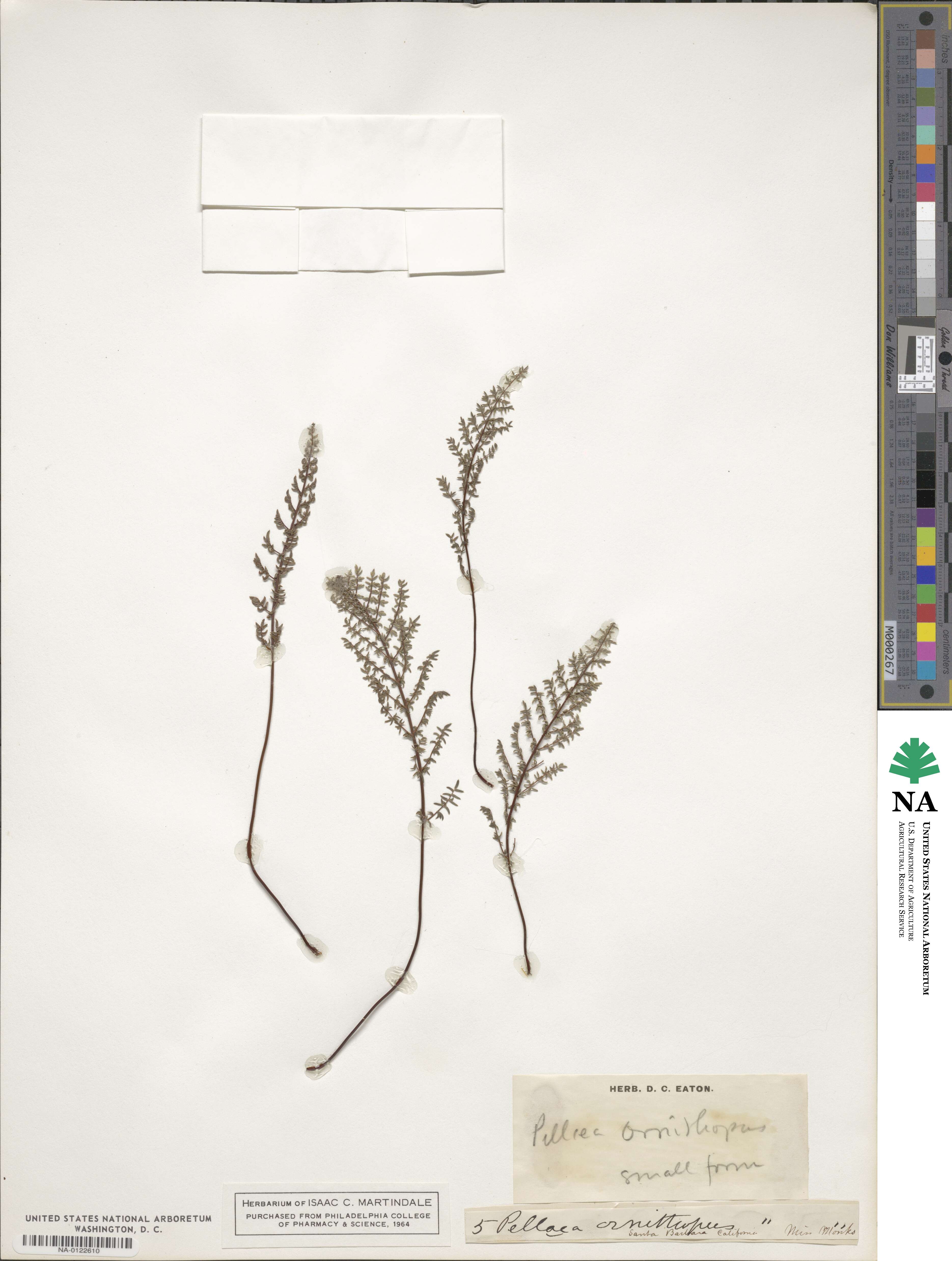 Pellaea mucronata image