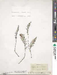 Pellaea mucronata subsp. mucronata image
