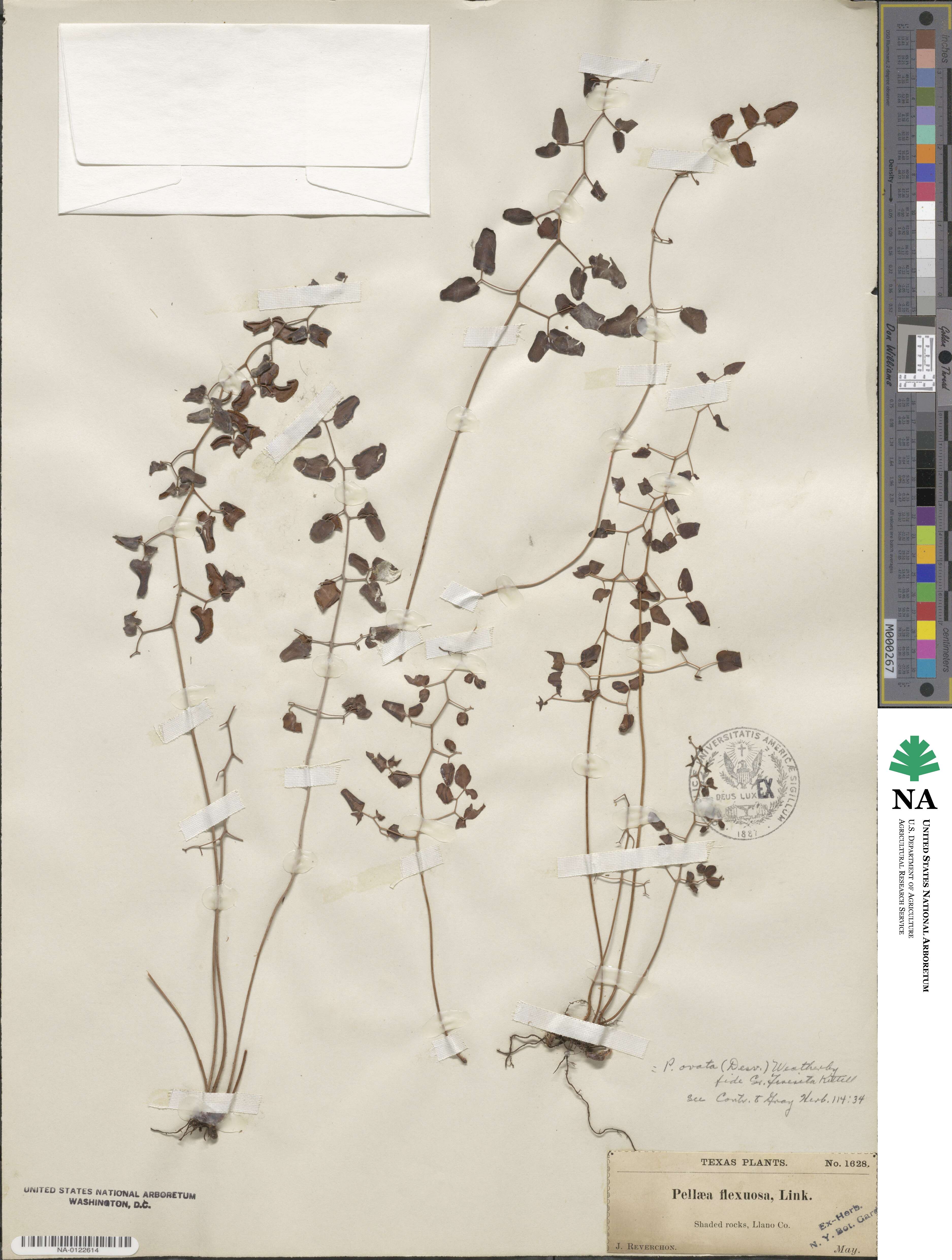 Pellaea ovata image
