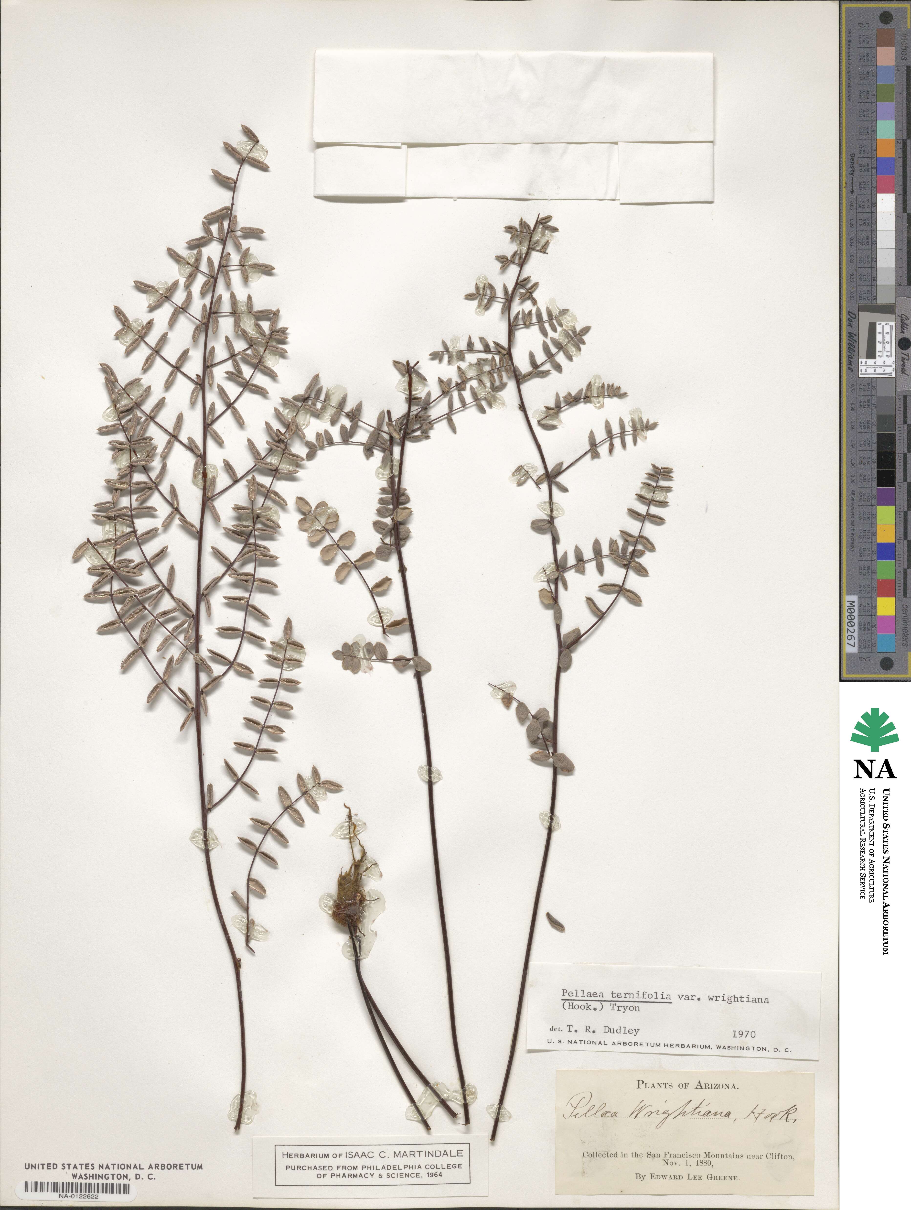 Pellaea wrightiana image