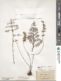 Pellaea wrightiana image
