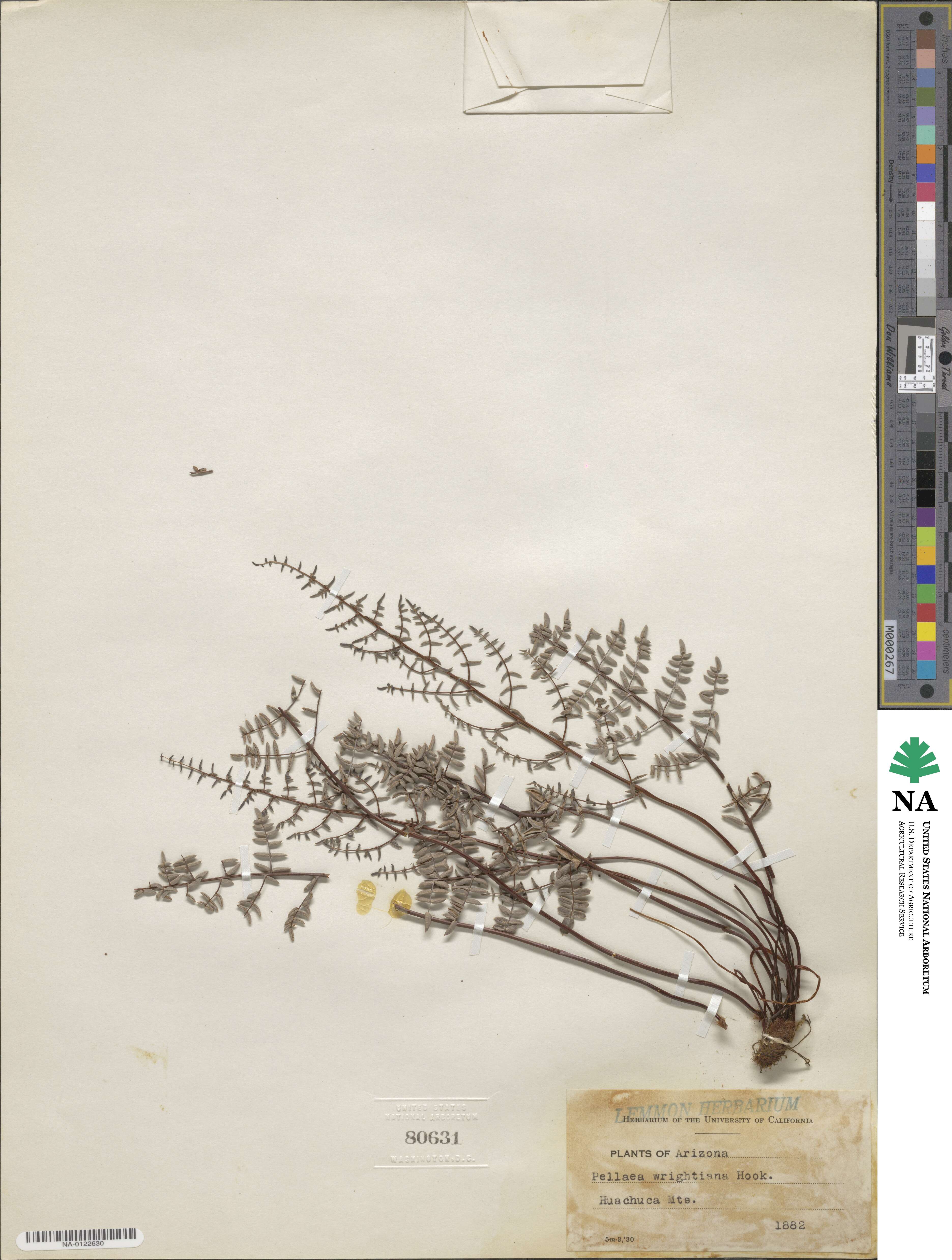 Pellaea wrightiana image