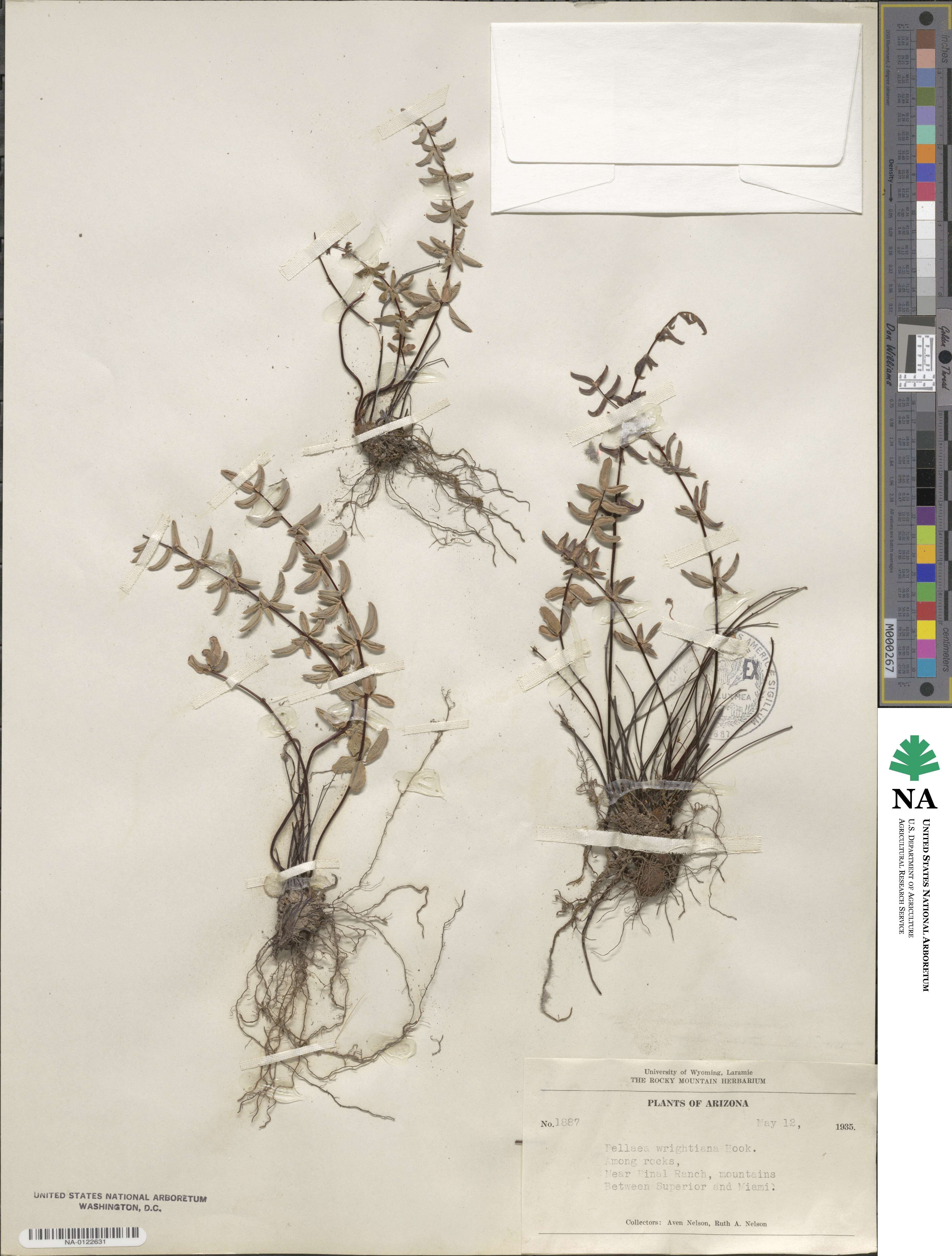 Pellaea wrightiana image