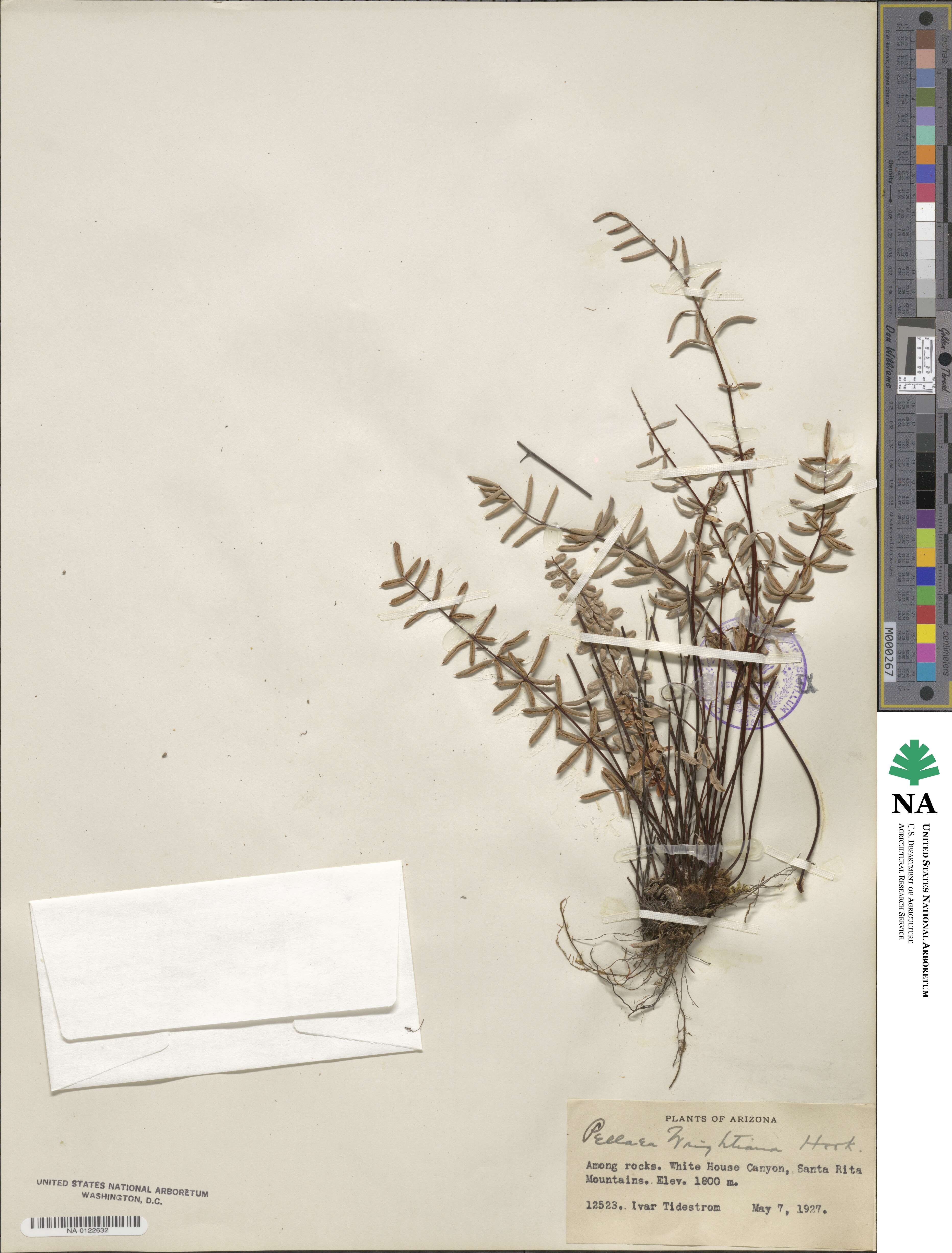 Pellaea wrightiana image