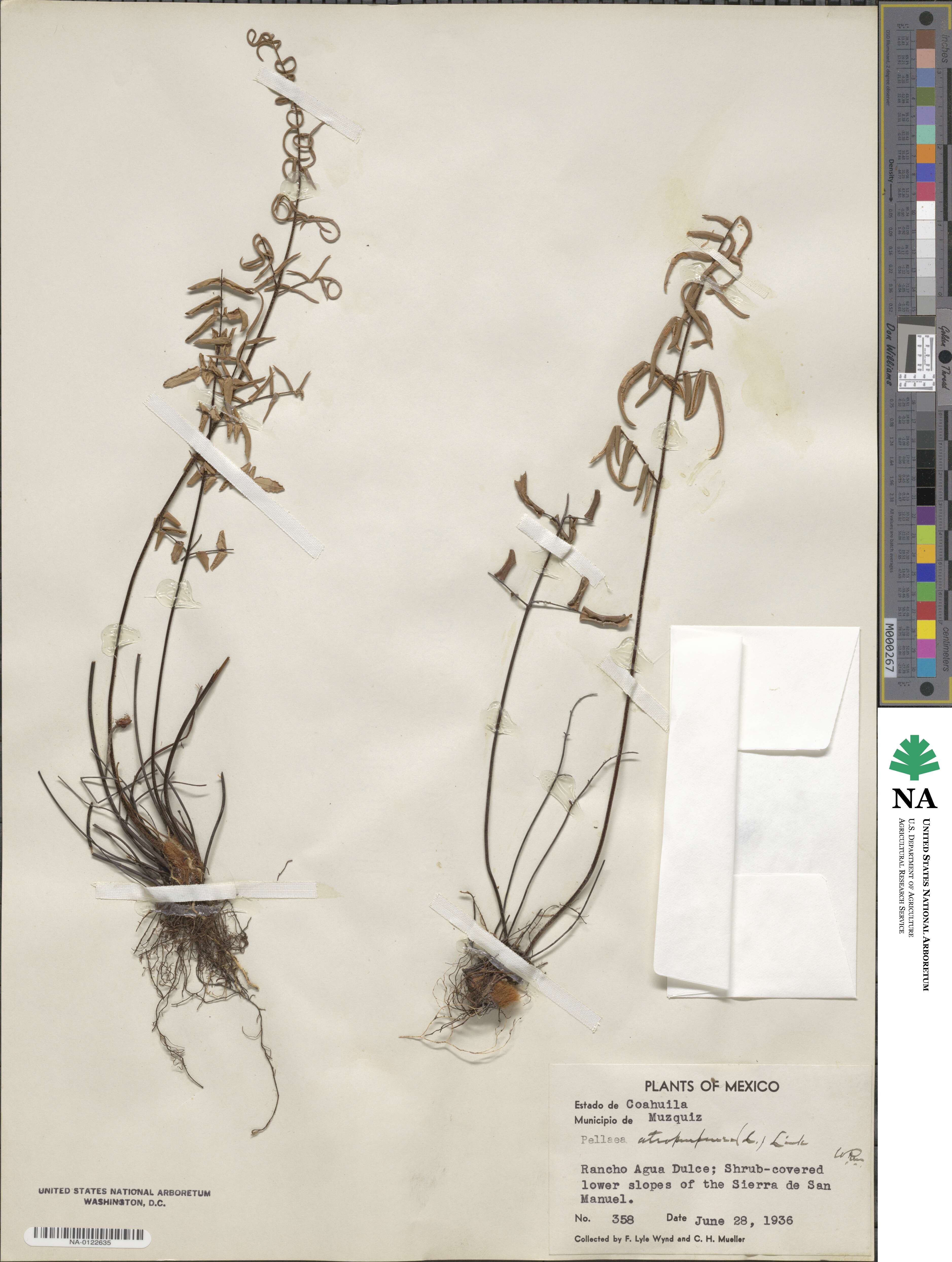 Pellaea atropurpurea image