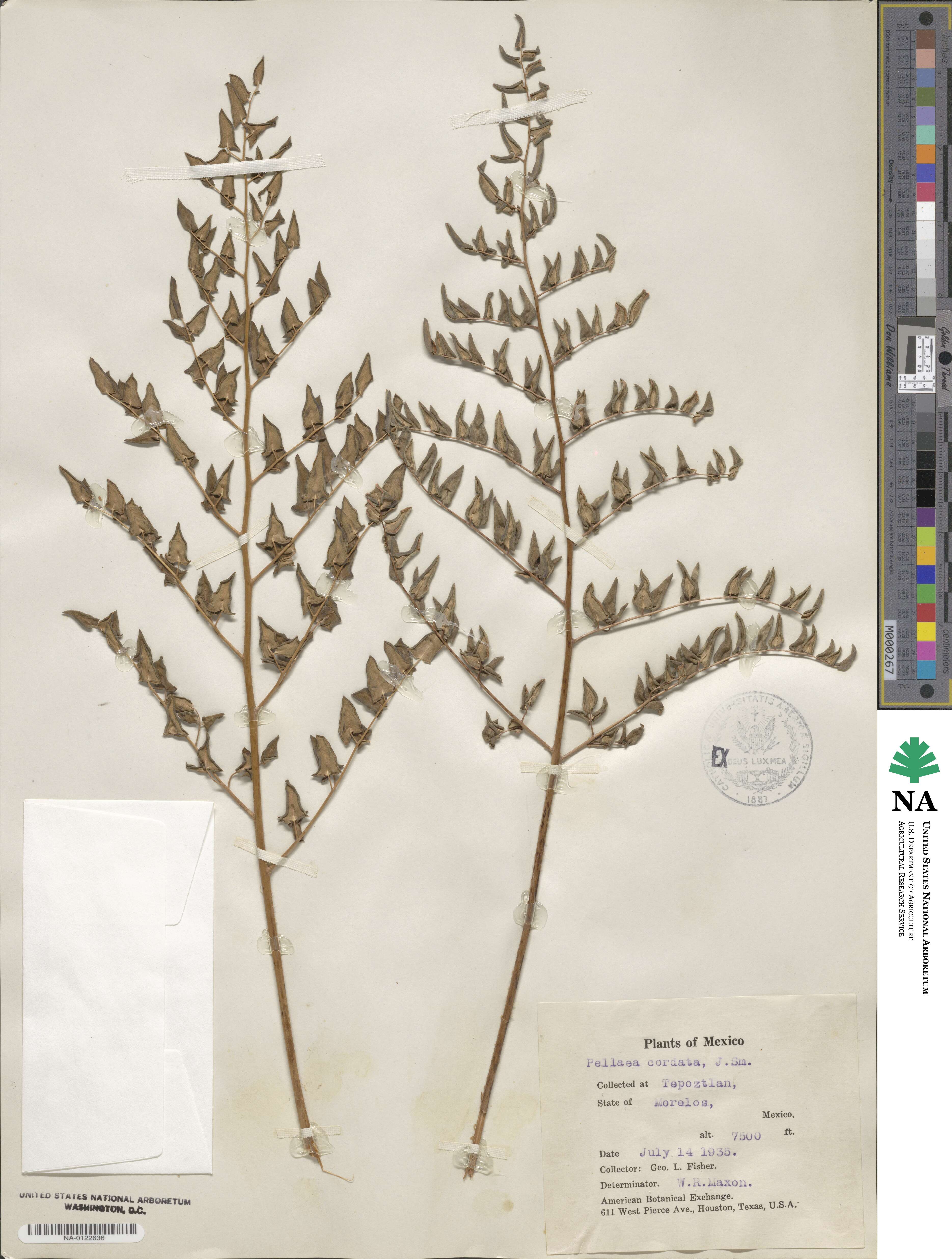 Pellaea cordata image