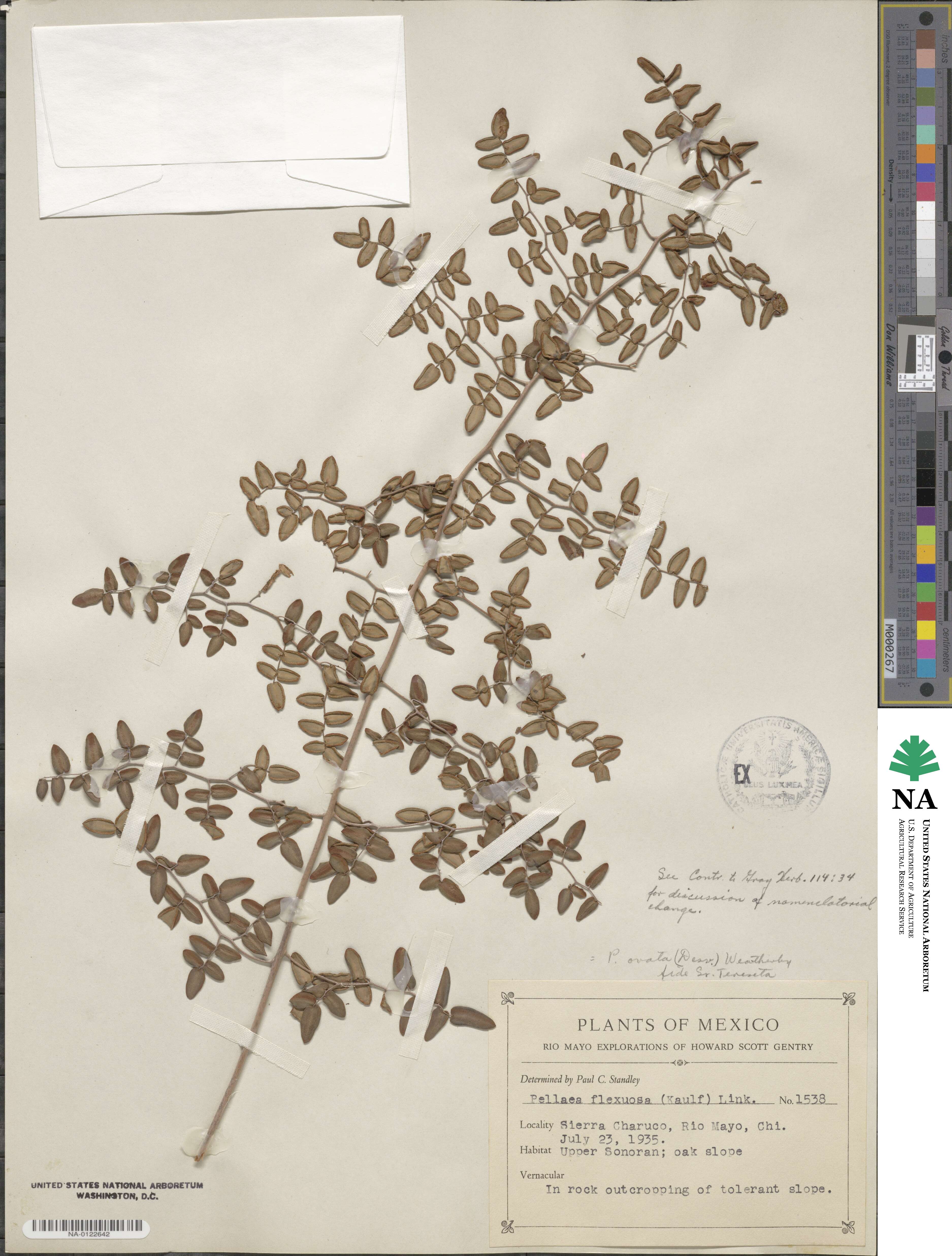 Pellaea ovata image