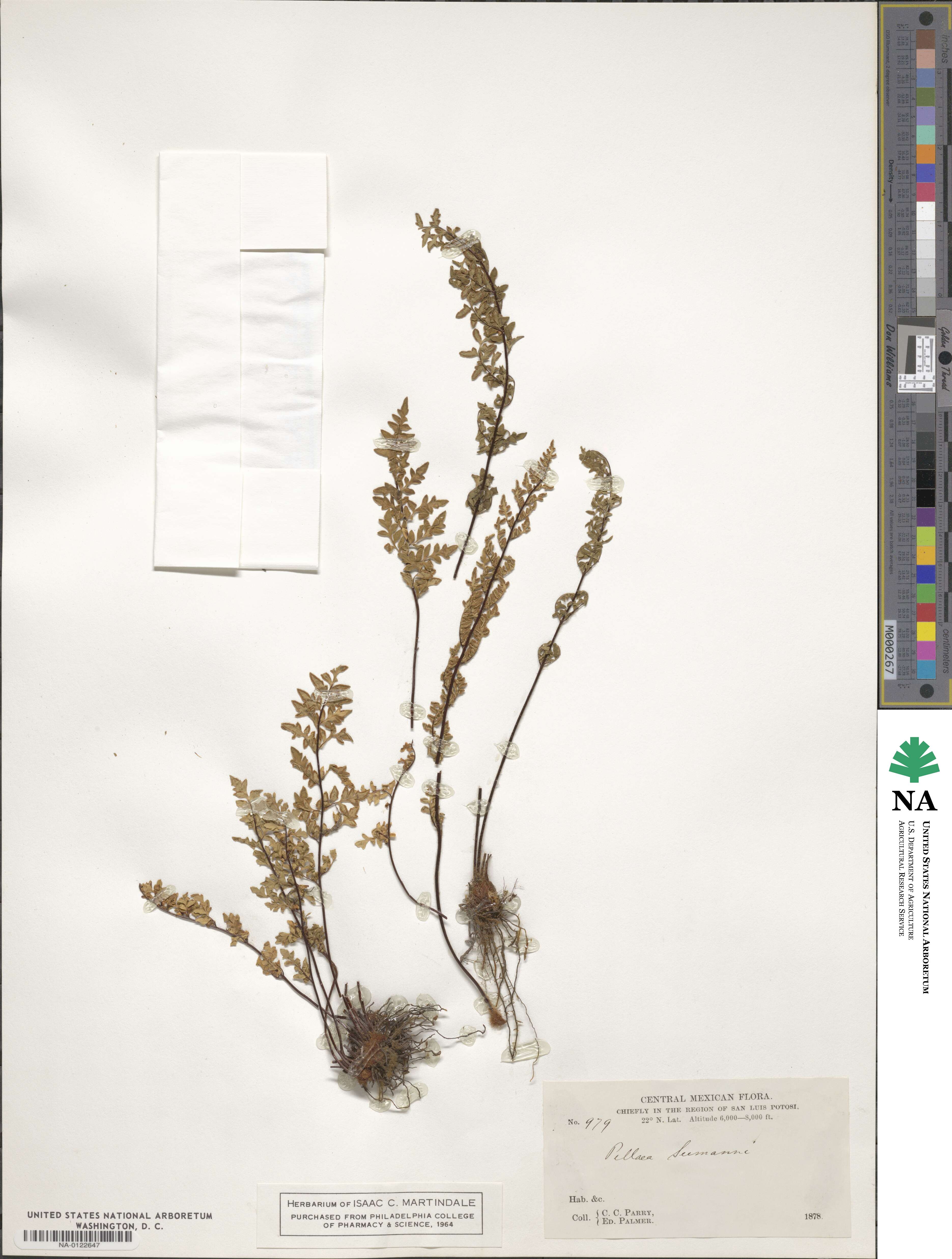 Cheilanthes lozanoi image