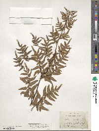 Pellaea hastata image