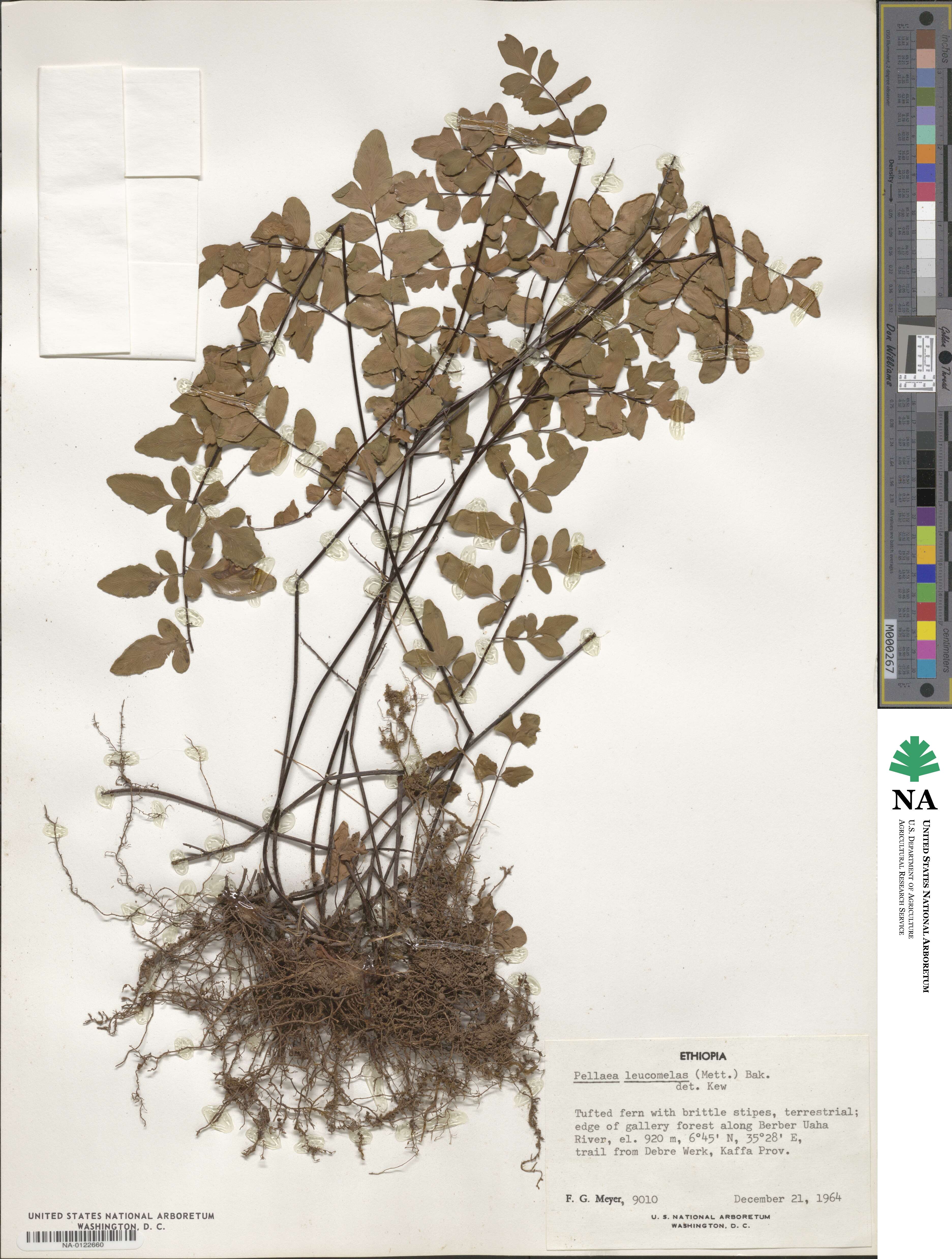 Pellaea leucomelas image