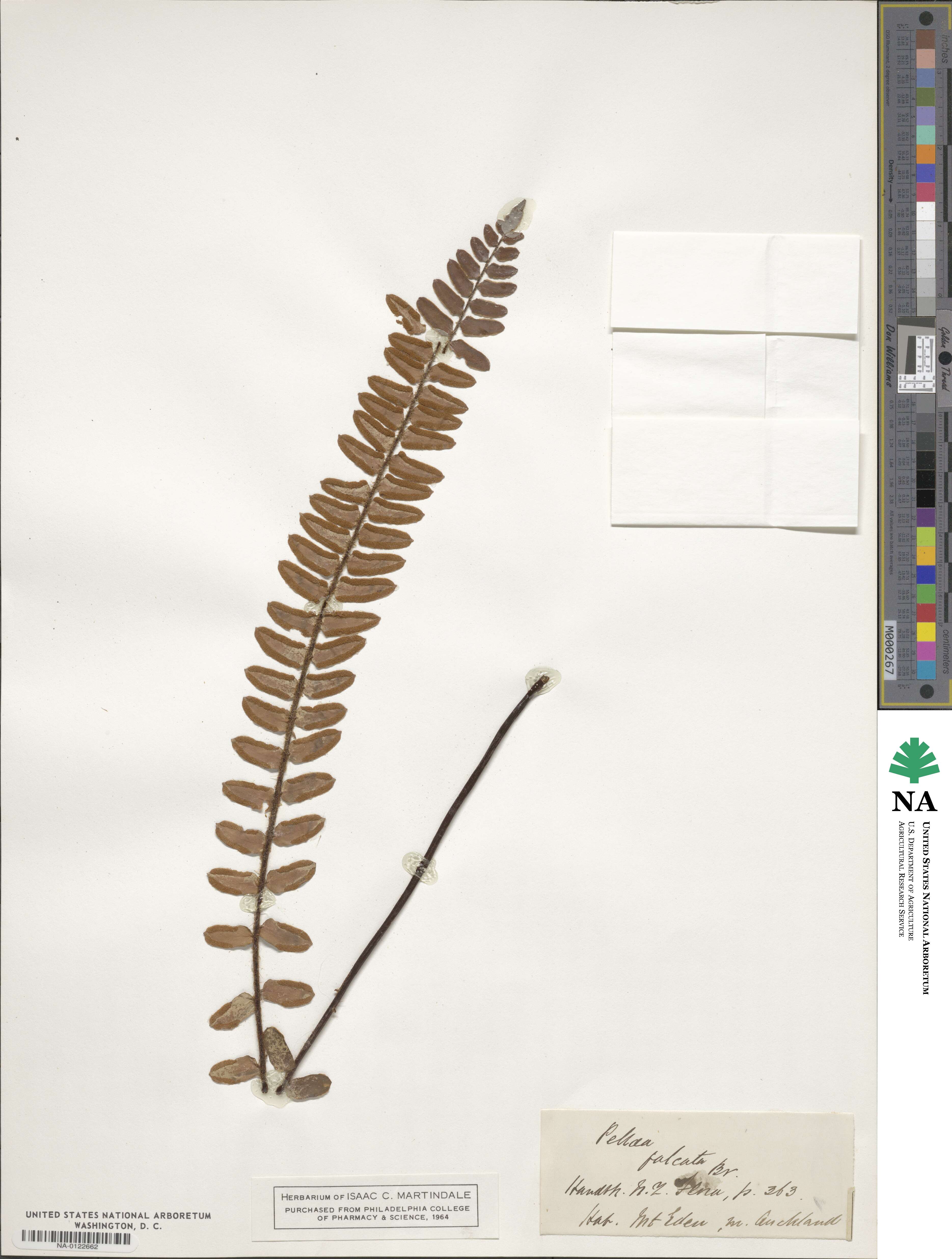 Pellaea falcata image