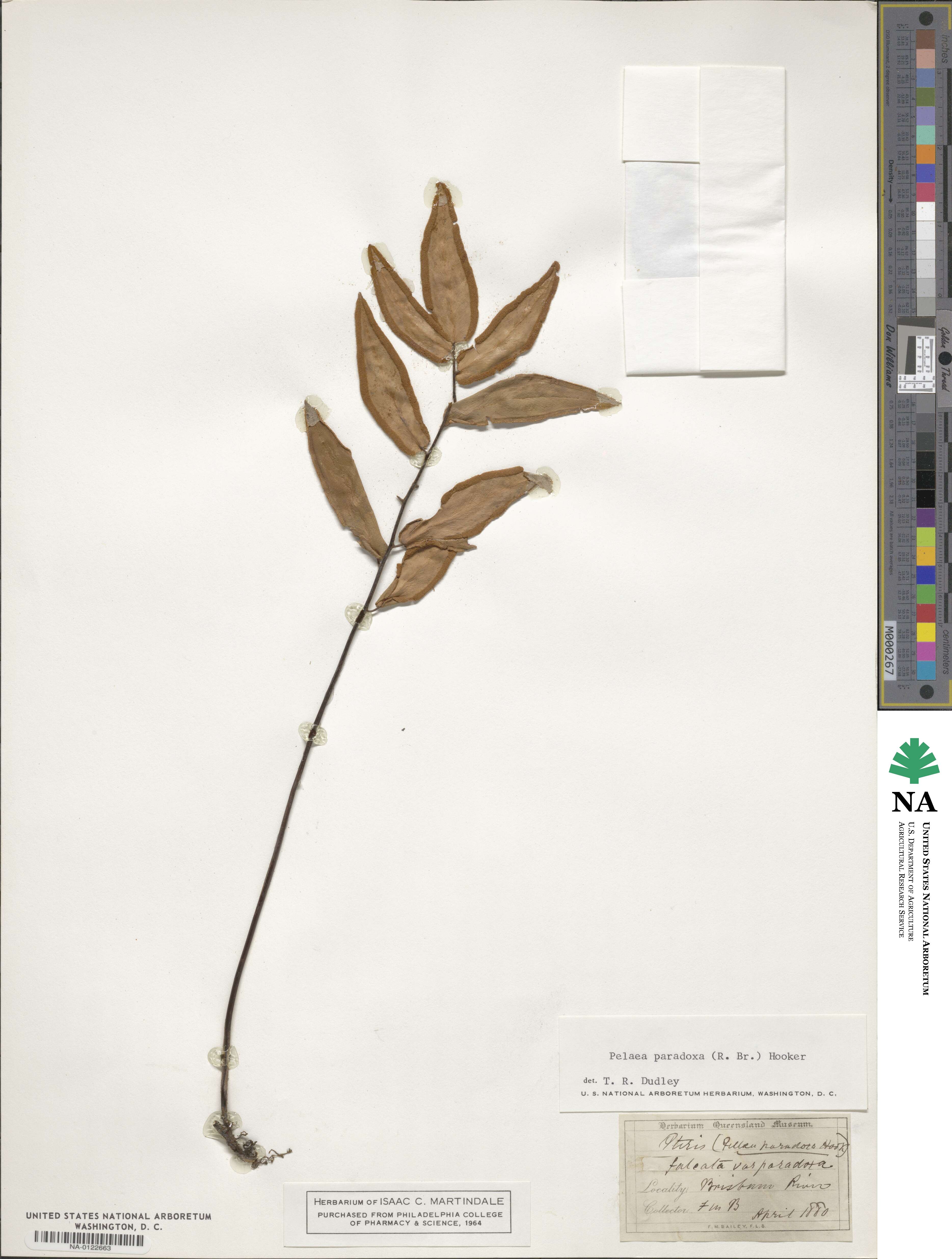 Pellaea paradoxa image