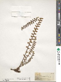 Image of Pellaea rotundifolia
