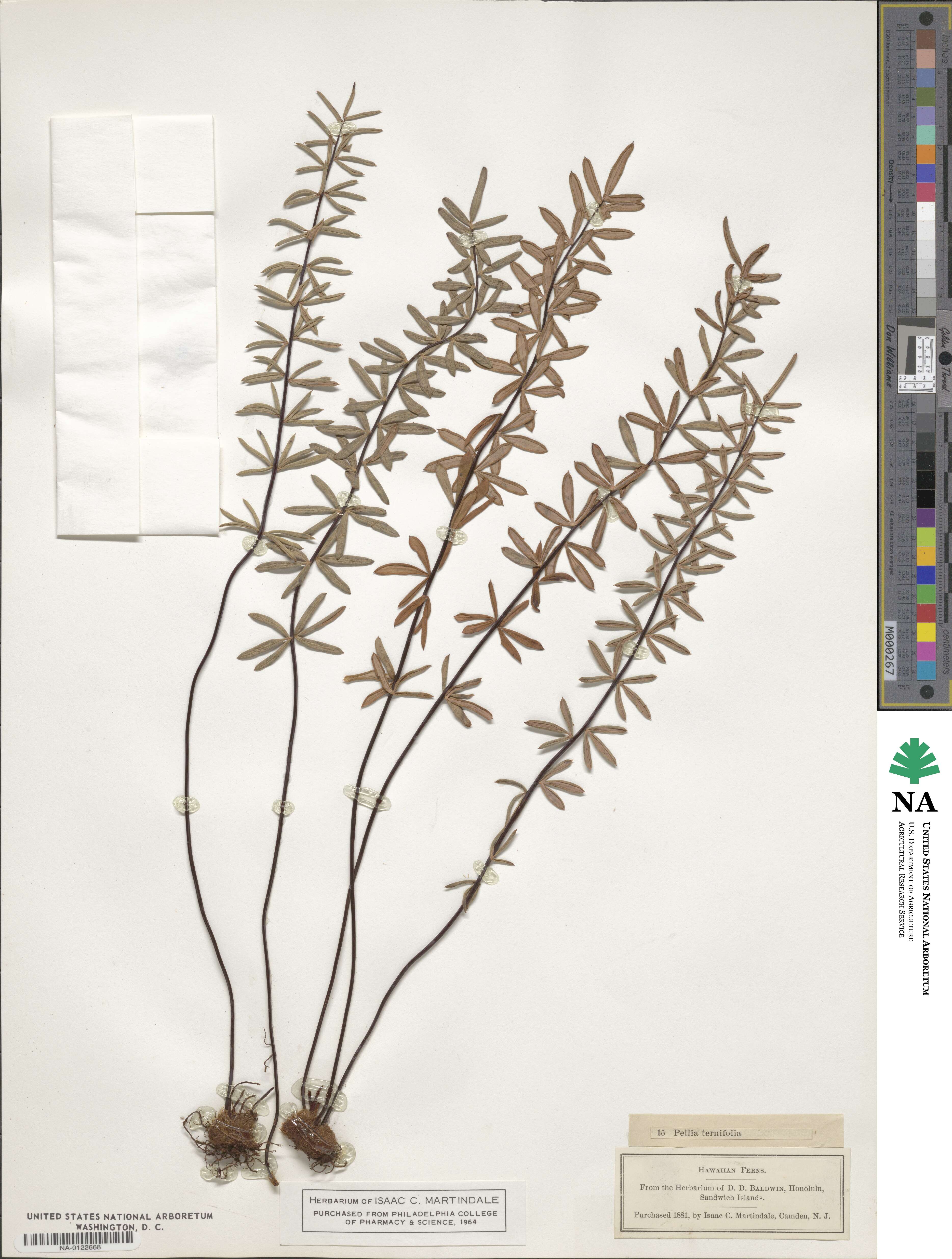 Pellaea ternifolia image