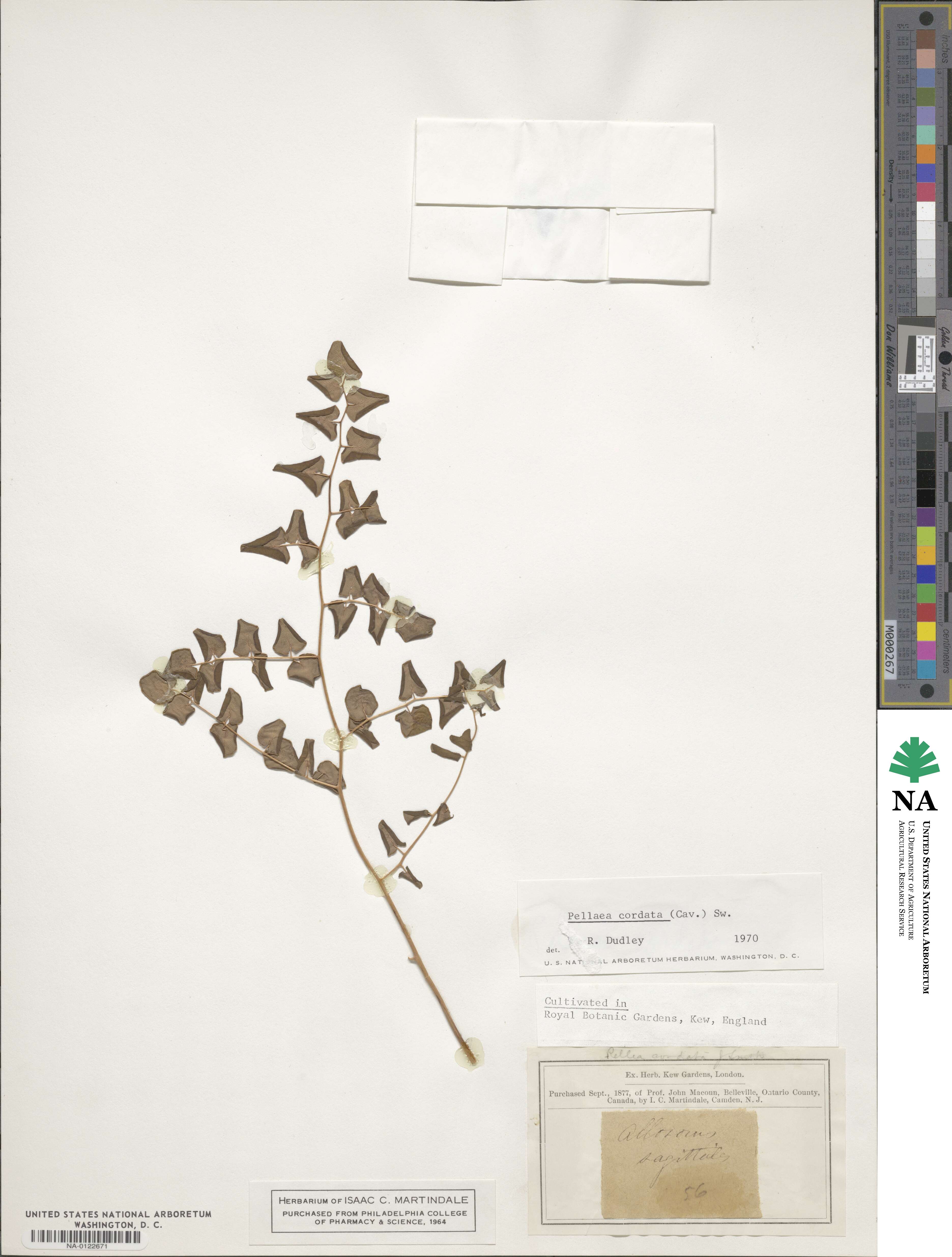 Pellaea cordata image