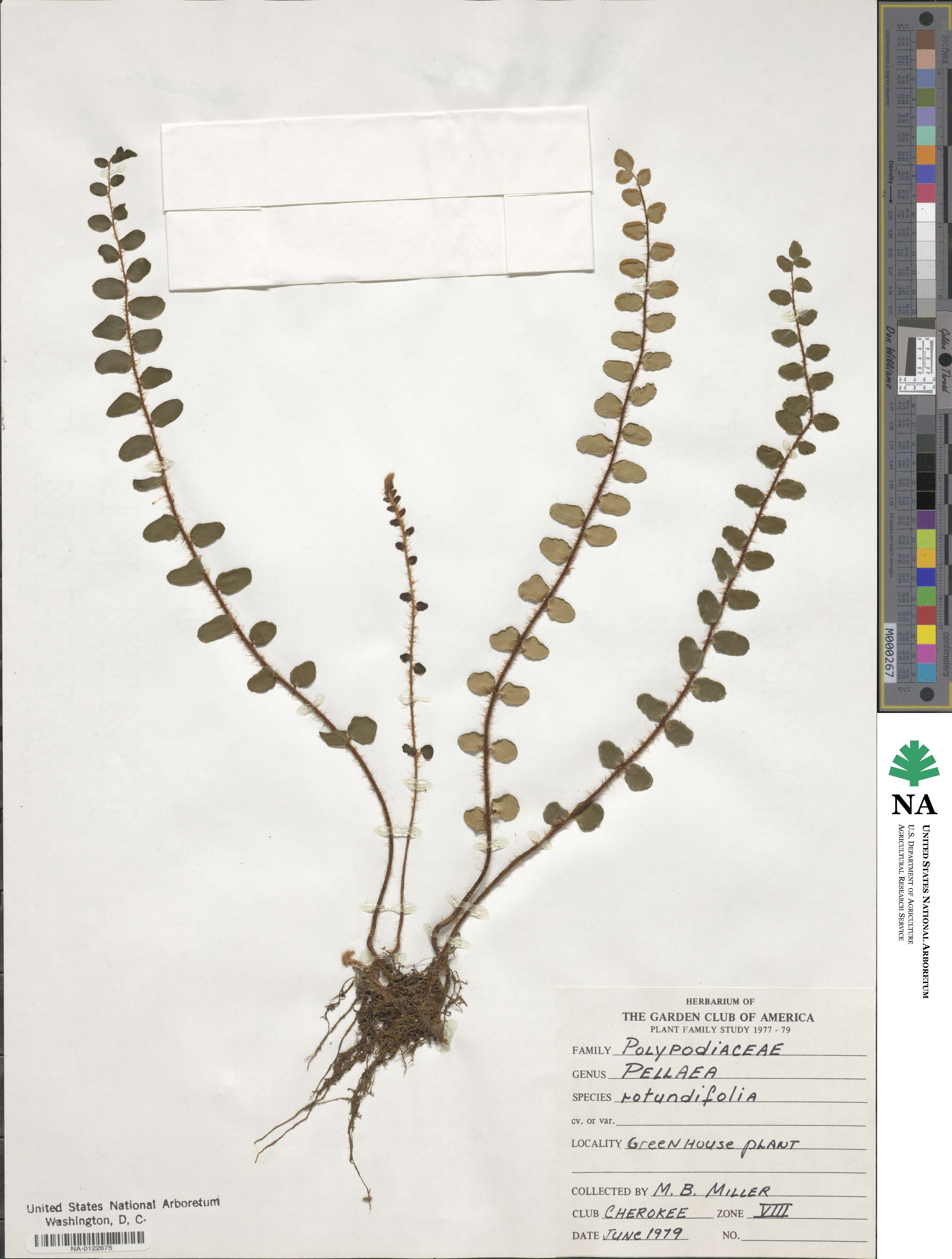 Pellaea rotundifolia image