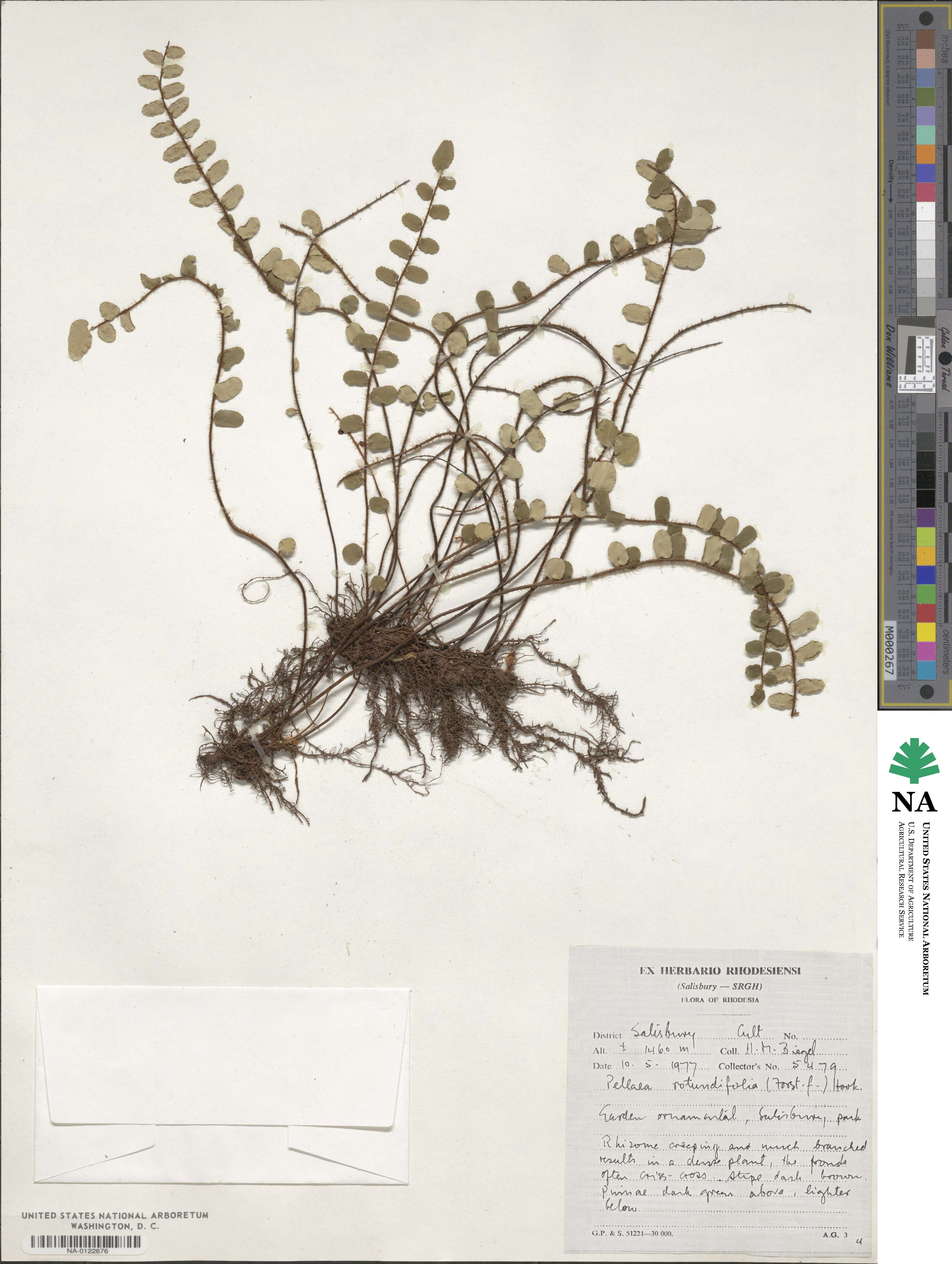 Pellaea rotundifolia image