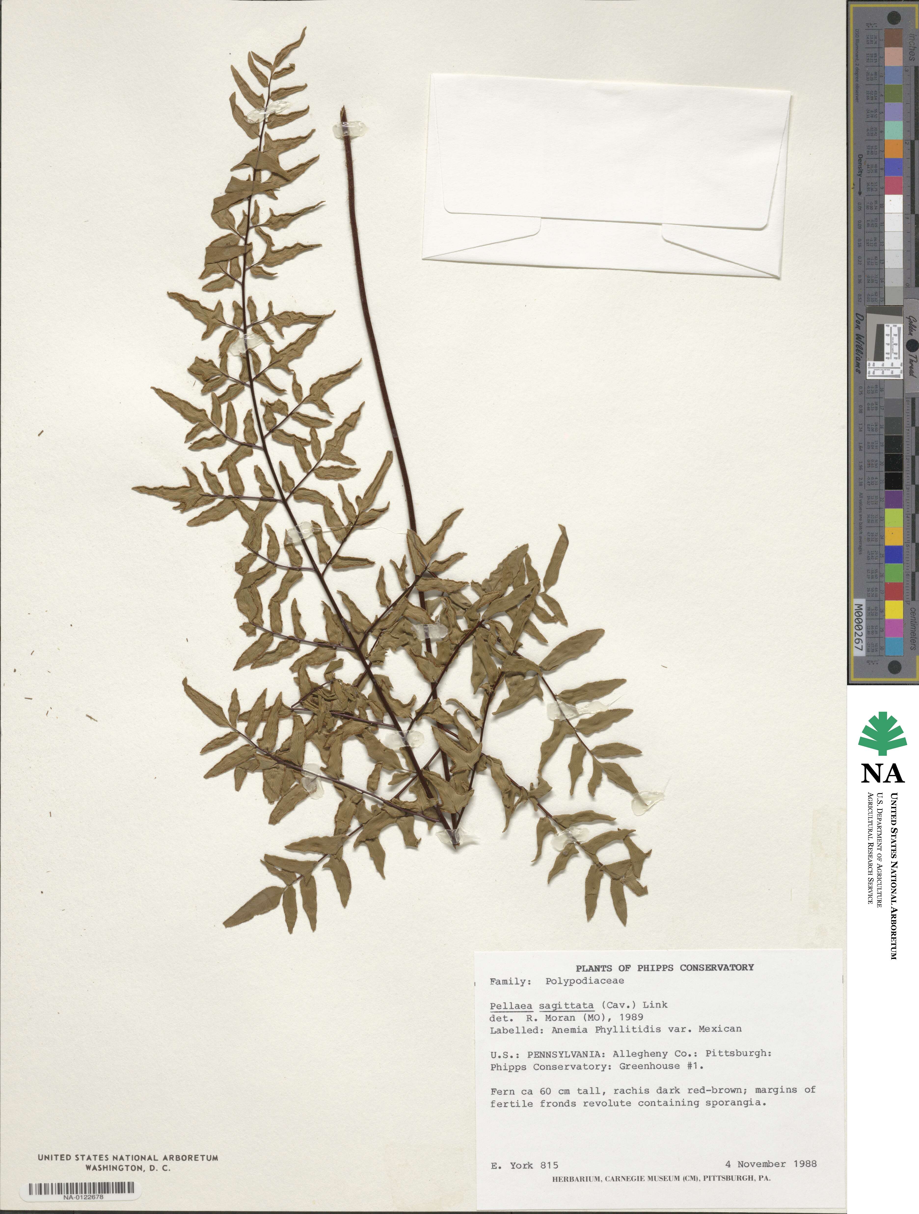 Pellaea sagittata image