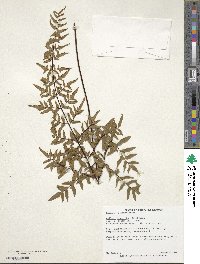 Image of Pellaea sagittata