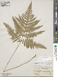 Phegopteris hexagonoptera image