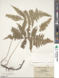 Phegopteris hexagonoptera image