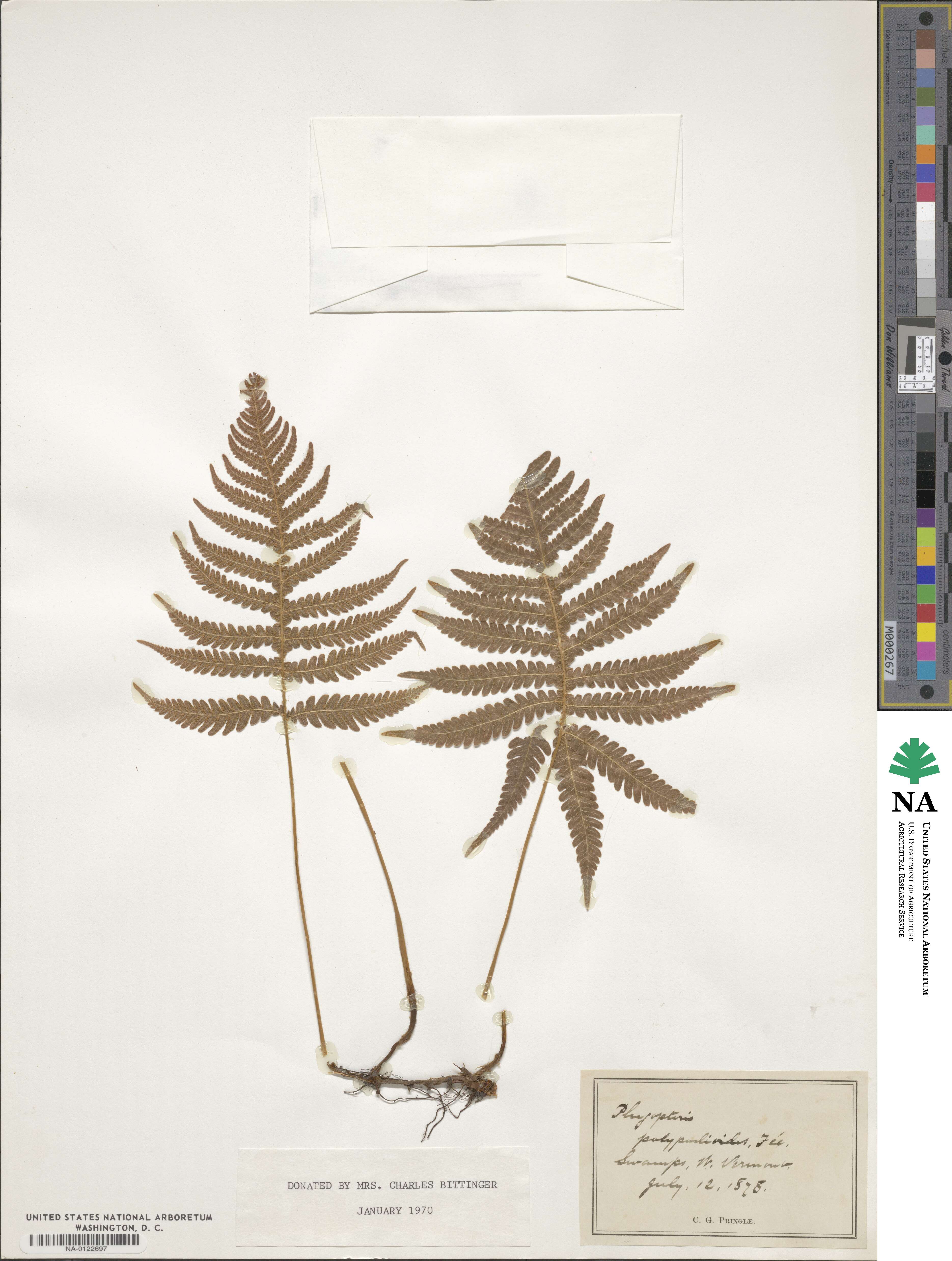 Phegopteris polypodioides image