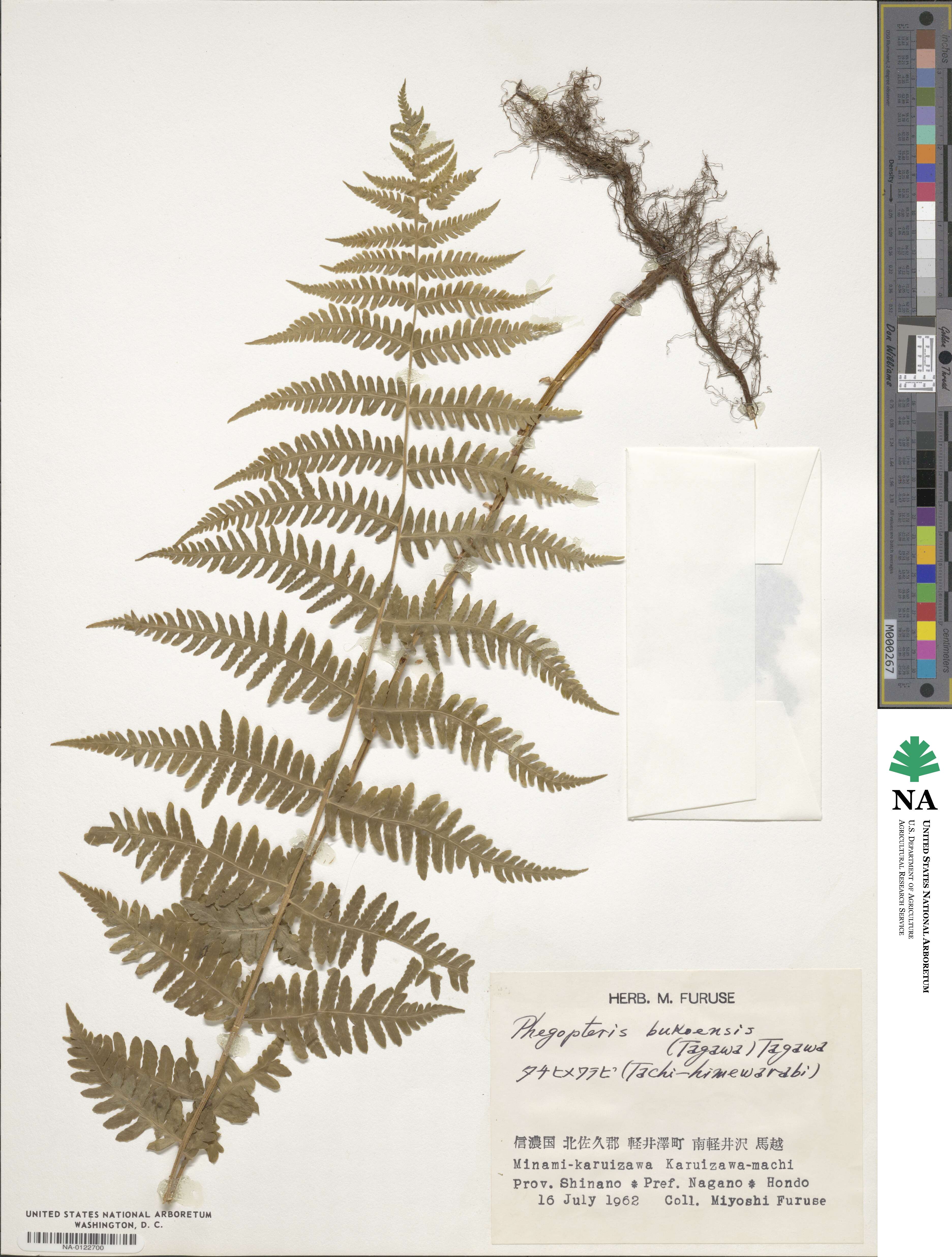 Pseudophegopteris microstegia image