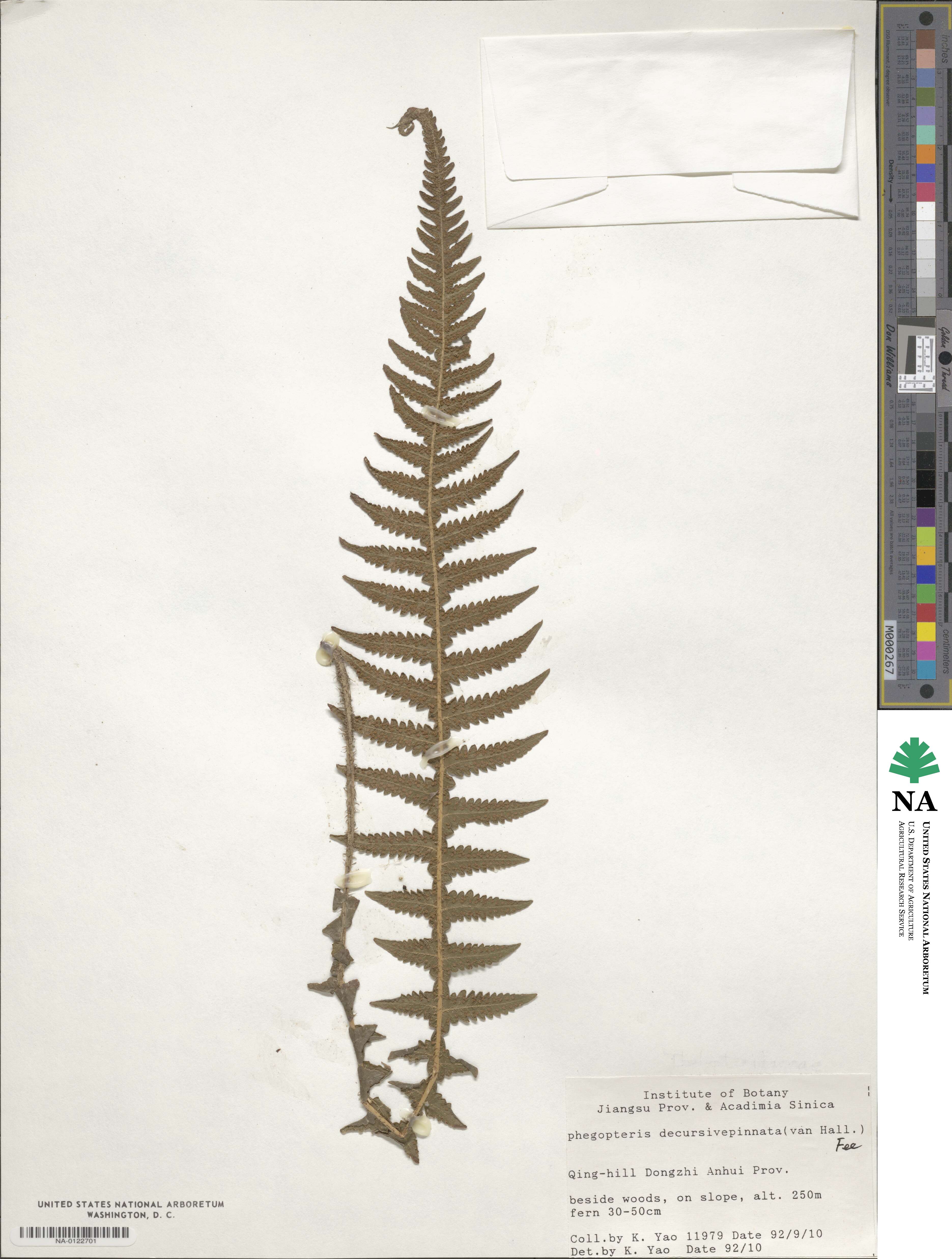 Phegopteris decursive-pinnata image