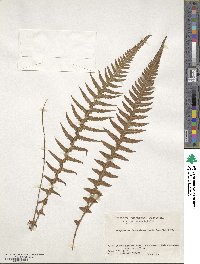 Phegopteris decursive-pinnata image