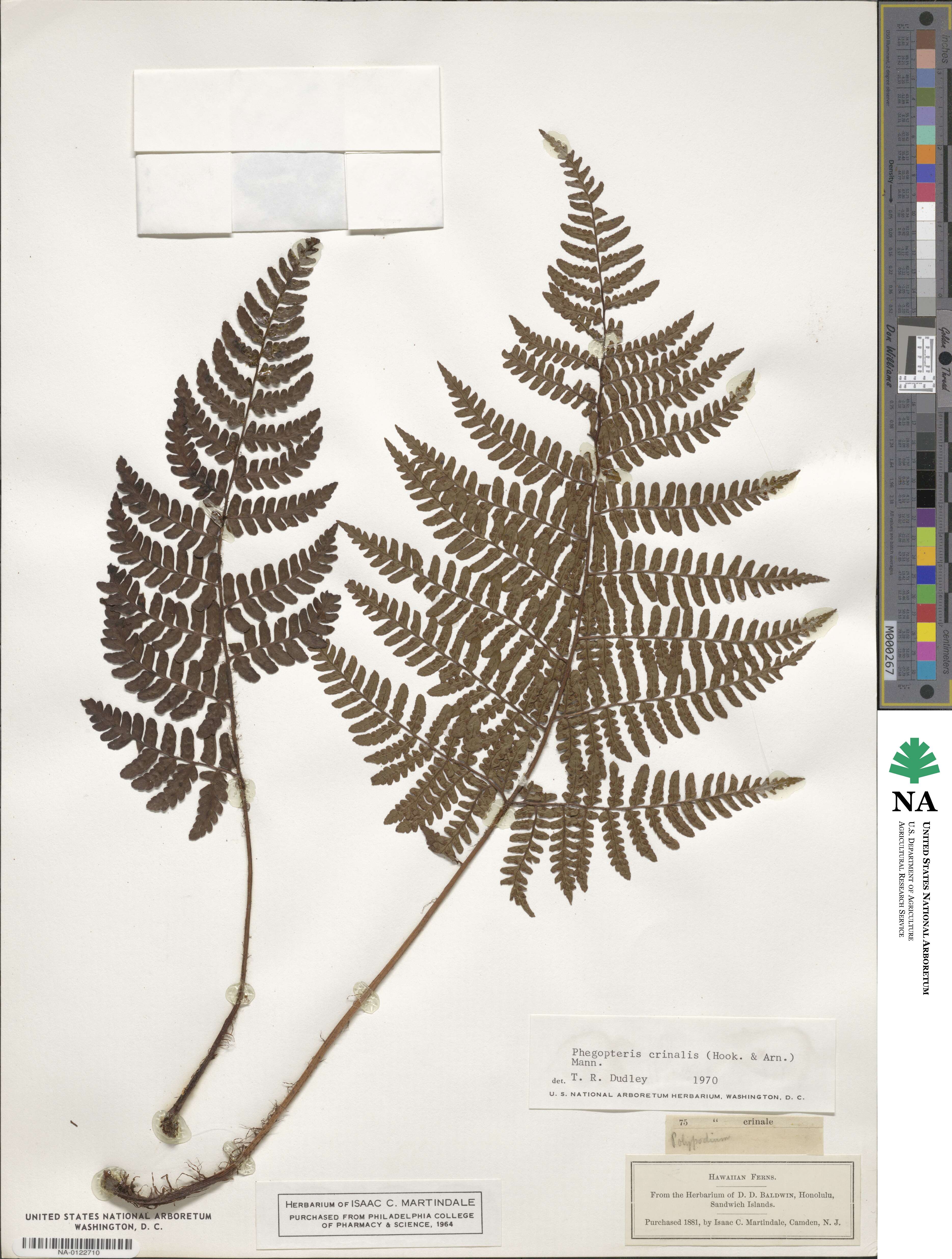 Dryopteris crinalis image