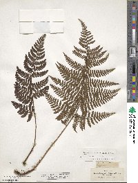 Image of Dryopteris crinalis