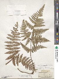 Hypolepis punctata image