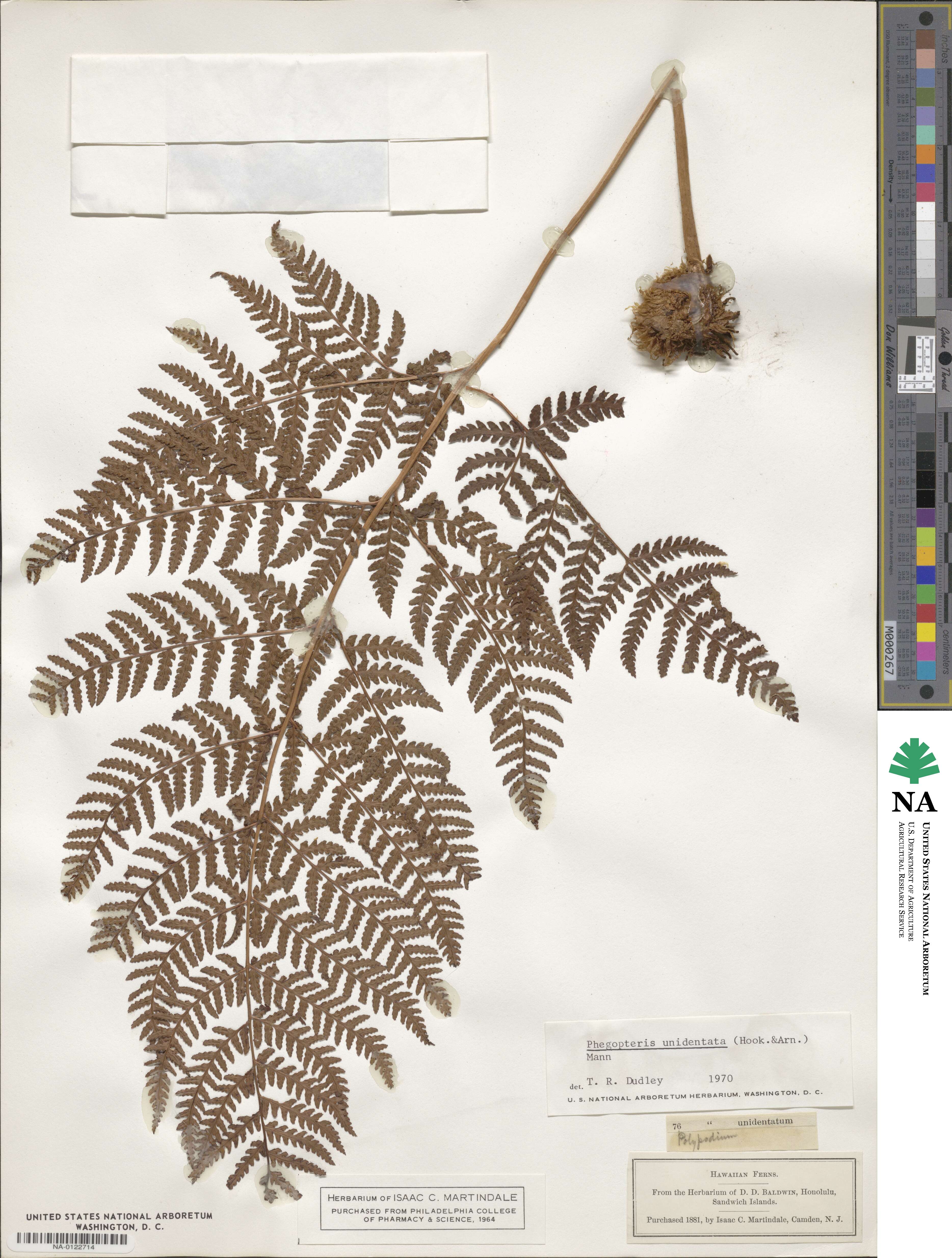 Dryopteris unidentata image